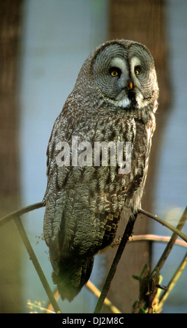 Bartkauz (Strix Nebulosa), großen grau-Eule oder großen grau-Eule (Strix Nebulosa) Stockfoto