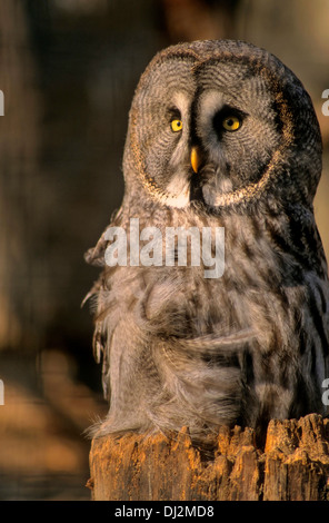 Bartkauz (Strix Nebulosa), großen grau-Eule oder großen grau-Eule (Strix Nebulosa) Stockfoto