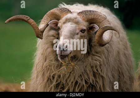 Walachenschaf, Hausschaf (Ovis Orientalis Aries) Mufflon (Ovis Orientalis) Stockfoto