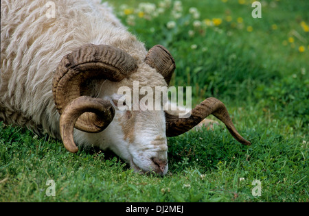 Walachenschaf, Hausschaf (Ovis Orientalis Aries) Mufflon (Ovis Orientalis) Stockfoto