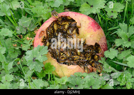 Gemeinsamen Wespen auf einen Geldsegen Apple UK Stockfoto