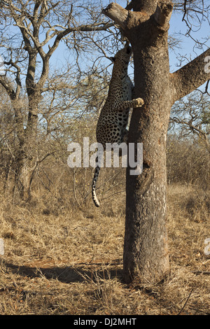 Leopard (Panthera Pardus) klettert auf einen Baum Stockfoto