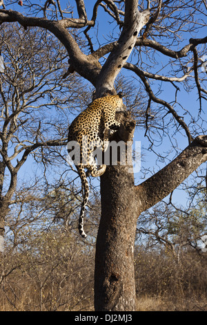 Leopard (Panthera Pardus) klettert auf einen Baum Stockfoto