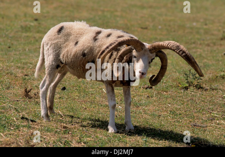 Jacob Schaf, Hausschaf (Ovis Orientalis Aries), Vierhornschaf, Jacobschaf, Mehrhornschaf (Ovis Ammon F. Aries) Stockfoto