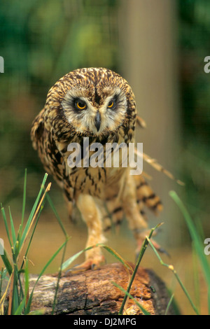 Sumpfohreule (Asio Flammeus), Sumpfohreule (Asio Flammeus) Stockfoto