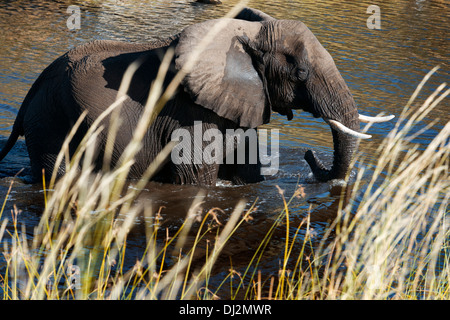 Ein Elefant aus dem Wasser an einer Wasserstelle in der Nähe der Savute Elephant Camp von Orient-Express in Botswana in den Chobe N.P. Stockfoto