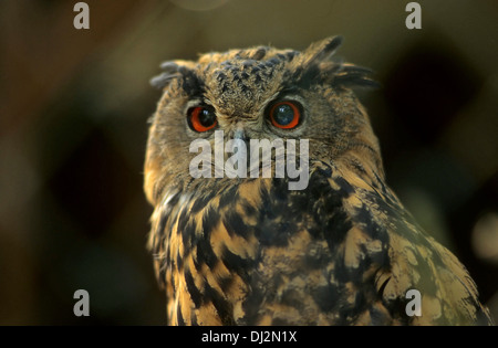 Uhu (Bubo Bubo), eurasische Adler-Eule (Bubo Bubo) Stockfoto