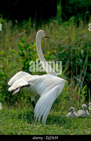 Singschwan, Singschwan (Cygnus Cygnus) mit jungen Küken Singschwan (Cygnus Cygnus) Mit Jungen Küken Stockfoto