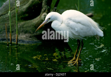 Kleine Silberreiher (Egretta Garzetta), Seidenreiher (Egretta Garzetta) Stockfoto