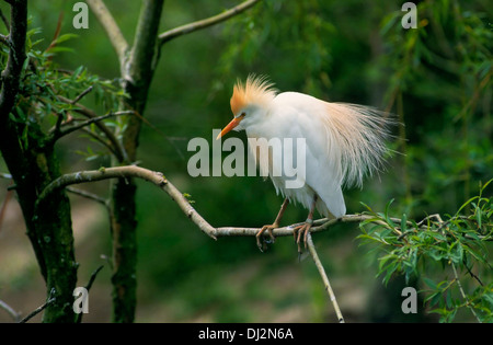 Kuhreiher (Bubulcus Ibis), Kuhreiher (Bubulcus Ibis) Stockfoto