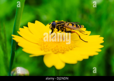 Ein Hoverfly Essen aus einer wilden Blume Stockfoto