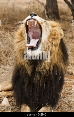 Gähnender Löwe (Panthera Leo) Stockfoto