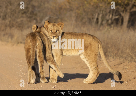 junge Löwen (Panthera Leo) Stockfoto