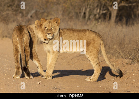 junge Löwen (Panthera Leo) Stockfoto