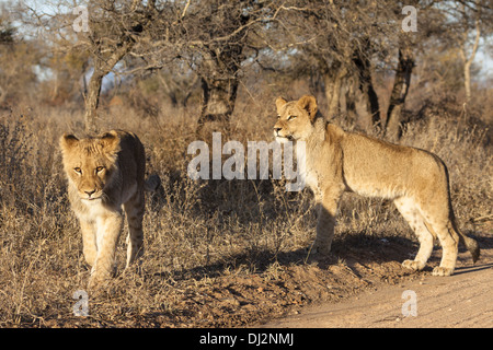 junge Löwen (Panthera Leo) Stockfoto