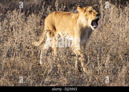 Löwe im Busch Stockfoto