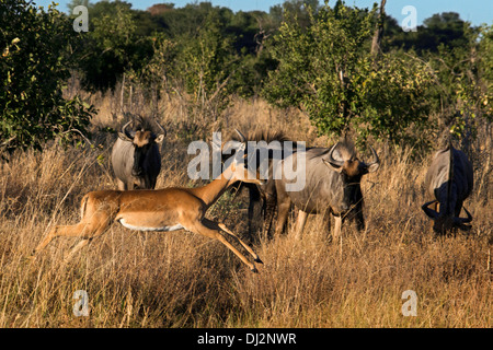 Ein Grant es Gazelle springen unter dem wachsamen Auge von mehreren Gnus in der Nähe von camp Savute Elephant Camp von Orient-Express. Stockfoto