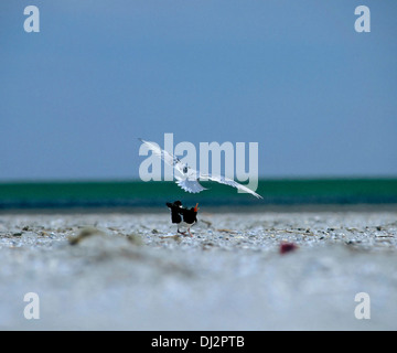 Küstenseeschwalbe (Sterna Paradisaea) und eurasischen Austernfischer (Haematopus Ostralegus) gemeinsame Pied Austernfischer, Küstenseeschwalbe Stockfoto