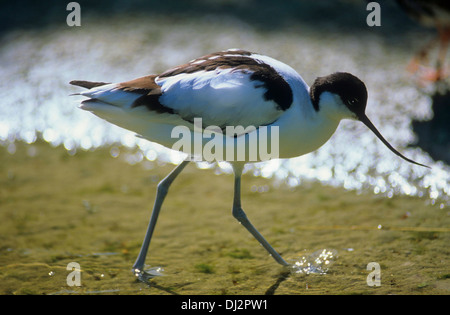 Pied Avocet Recurvirostra Avosetta schwarz-capped Säbelschnäbler, eurasische Säbelschnäbler, Säbelschnäbler (Recurvirostra Avosetta) Stockfoto