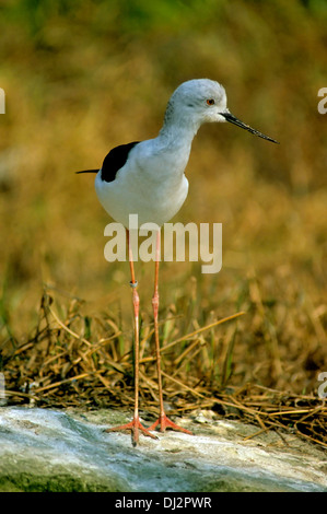 Stelzenläufer, gemeinsame Stelzenläufer, Pied Stelzenläufer (Himantopus Himantopus), Stelzenläufer (Himantopus Himantopus) Stockfoto