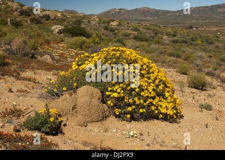 Gelb blühender Strauch von Skaapbos Stockfoto