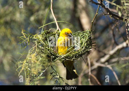 Cape Weber Ploceus capensis Stockfoto