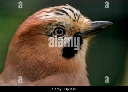 Eichelhäher (Garrulus Glandarius), Eichelhäher (Garrulus Glandarius) Stockfoto