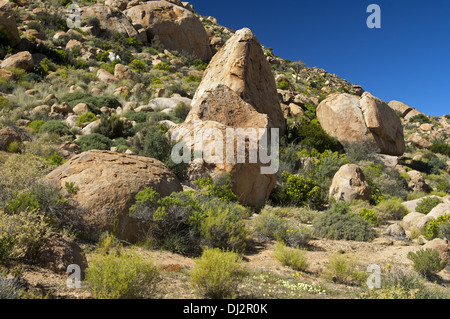 Verwitterte Granitfelsen in das Namakwaland Stockfoto