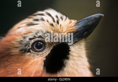 Eichelhäher (Garrulus Glandarius), Eichelhäher (Garrulus Glandarius) Stockfoto