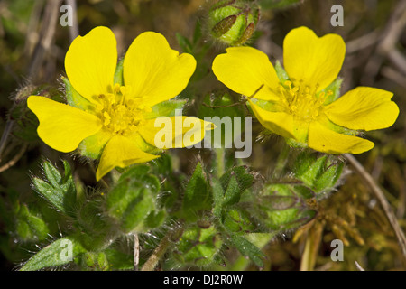 Sieben-leaved Fingerkraut, Potentilla heptaphylla Stockfoto