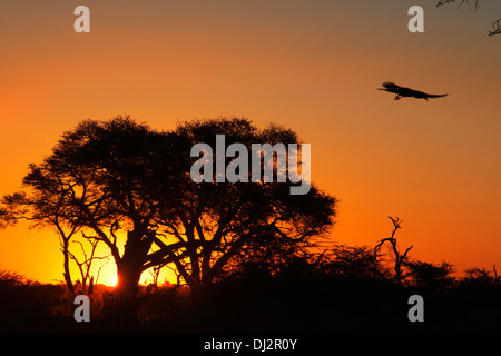 Sonnenuntergang in der Nähe von camp Savute Elephant Camp von Orient-Express in Botswna im Chobe National Park. Stockfoto