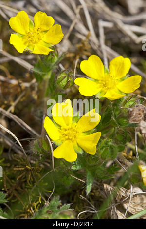 Sieben-leaved Fingerkraut, Potentilla heptaphylla Stockfoto