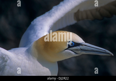 Basstölpel (Morus Bassanus), Basstölpel (Morus Bassanus) Stockfoto