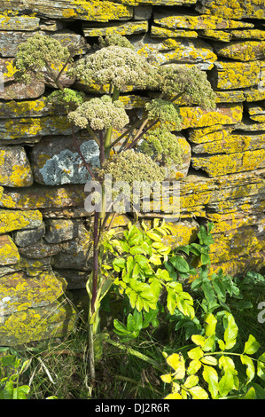 dh Wild Angelica HERB UK Angelica Sylvestris Wildkräuter Pflanze Stockfoto