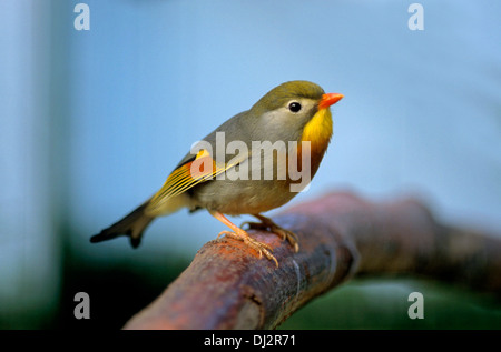 Sonnenvogel (Leiothrix Lutea), China-Sonnenvogel, chinesische Sonnenvogel, China-Nachtigall, Chinesische Nachtigall Stockfoto