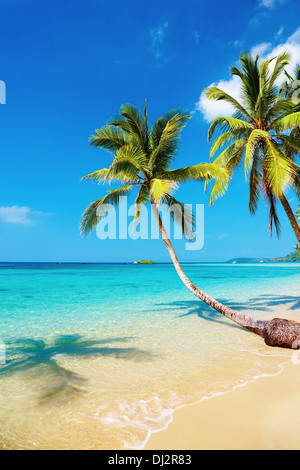 Tropischer Strand mit Palmen, Insel Kood, Thailand Stockfoto
