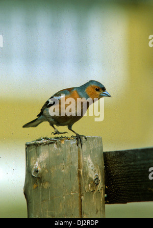 Gemeinsamen Buchfinken (Fringilla Coelebs), Buchfink, Buchfink (Fringilla Coelebs) Stockfoto