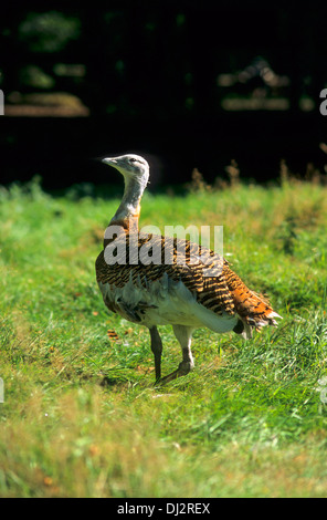 Die Großtrappe (Otis Tarda), Großtrappe (Otis Tarda) Stockfoto