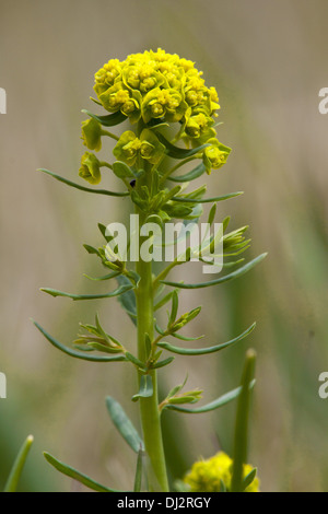 Zypressen-Wolfsmilch, Euphorbia cyparissias Stockfoto