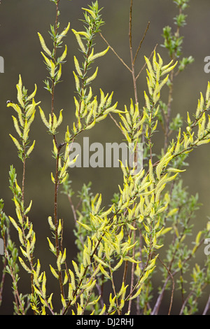Salix Viminalis, gemeinsame Osier Stockfoto