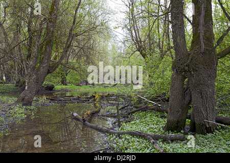 Alluvial Nadelholz Wald, Isar, Bayern Stockfoto