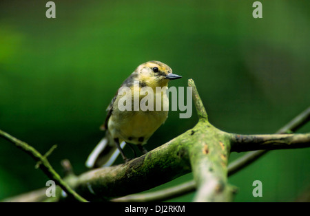 Citrin Bachstelze, unter der Leitung der gelben Bachstelze (Motacilla Citreola), Zitronenstelze (Motacilla Citreola) Stockfoto