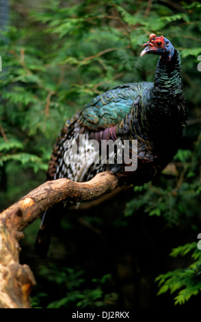 Pfauentruthuhn (Meleagris Ocellata), Pfauentruthuhn (Meleagris Ocellata) Stockfoto