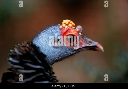 Pfauentruthuhn (Meleagris Ocellata), Pfauentruthuhn (Meleagris Ocellata) Stockfoto