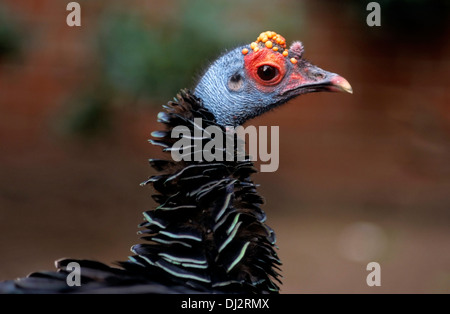 Pfauentruthuhn (Meleagris Ocellata), Pfauentruthuhn (Meleagris Ocellata) Stockfoto