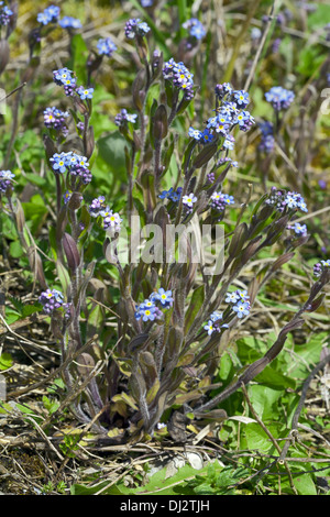 Myosotis Sylvatica, Holz-Vergissmeinnicht Stockfoto