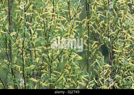 White Willow, Salix Alba, weiblichen Kätzchen Stockfoto
