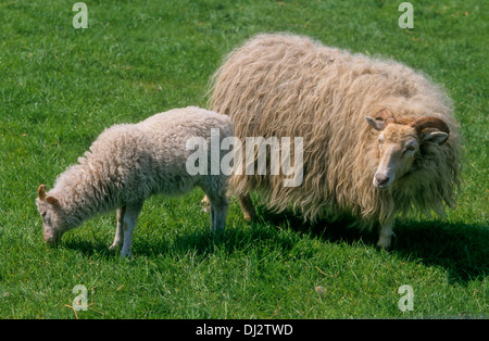 Weiße gehörnte Heath, Weiße Gehörnte Heidschnucken- Stockfoto