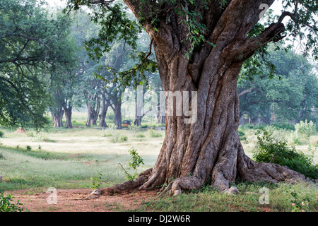 Tamarindus Indica. Tamarind Baumstamm in der indischen Landschaft verdrehen. Andhra Pradesh, Indien Stockfoto