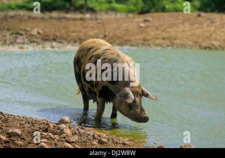 Turopolje-Schwein, Turopolje-Schwein, Turopoljeschwein, Turopoljska svinja Stockfoto